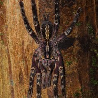 Poecilotheria